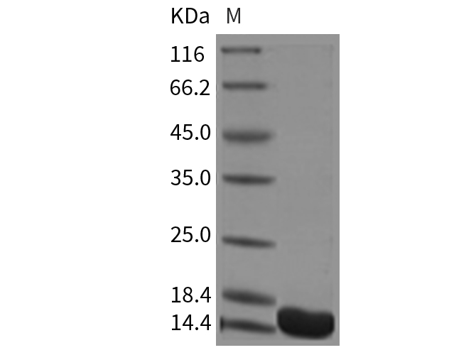 Валидация Elabscience PKSM040771(4741)