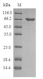 SDS-PAGE