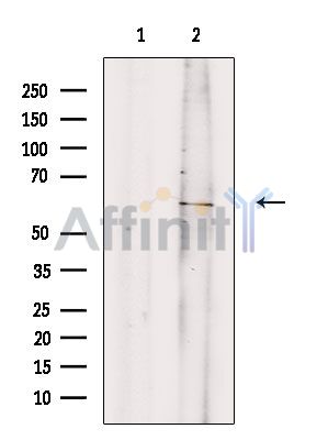 Валидация Affinity AF6639 - 3928
