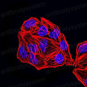 Валидация IF - AntibodySystem RHE40505 (843)