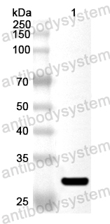 Валидация AntibodySystem PHA92701