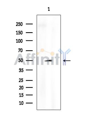 Валидация Affinity DF2793 - 13534