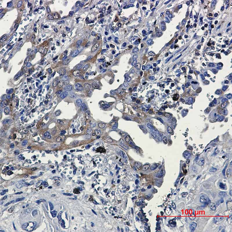 Валидация Elabscience E-AB-81605