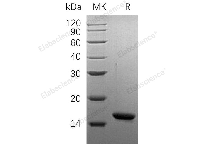 Валидация Elabscience PKSH032834(3246)