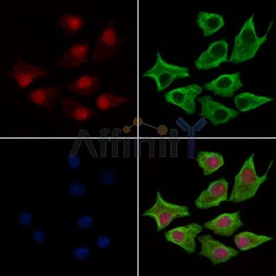 Валидация Affinity AF6290 - 3553