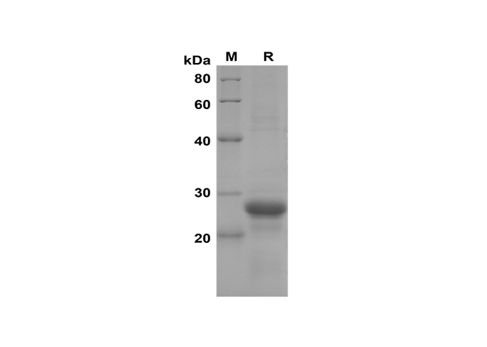 Валидация Elabscience PDEM100172(521)