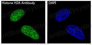 Валидация IF - AntibodySystem RHC11302