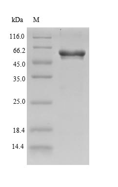 SDS-PAGE