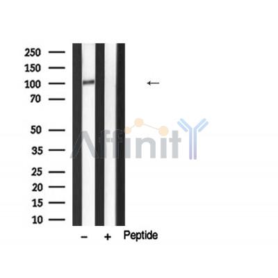 Валидация Affinity DF6969 - 18591