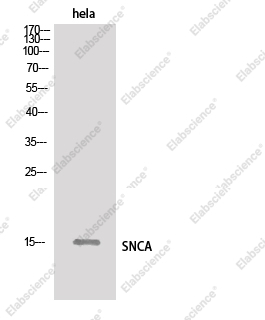 Вестерн-блоттинг, SNCA, клетки HeLa