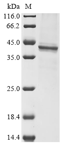 SDS-PAGE