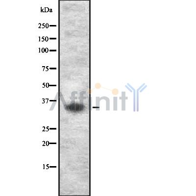 Валидация Affinity DF8240 - 20076