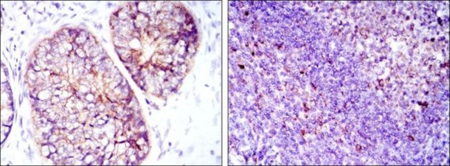 Валидация AssayVector ARM2601(4736)