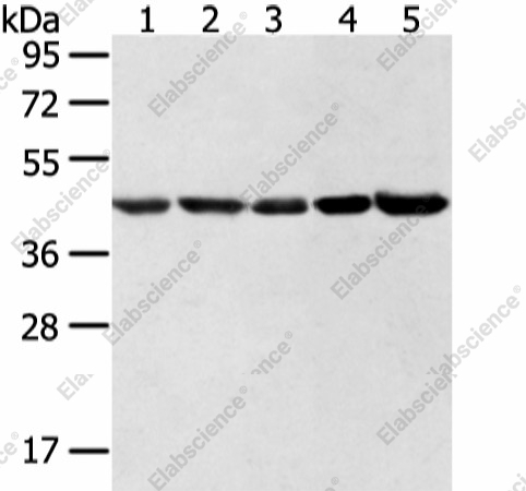 Вестерн-блоттинг, WDR77, клетки HeLa, LNCaP, NIH/3T3, K562 и 231