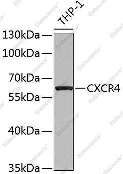 Вестерн-блоттинг, CXCR4, различные клеточные линии