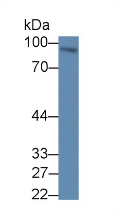 12603