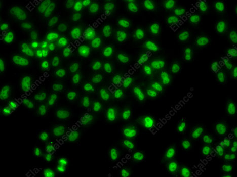 Иммунофлуоресценция, LHX8, клетки HeLa