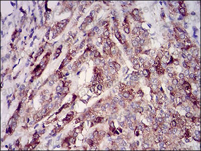 Валидация AntibodySystem RHE80601 (2340)