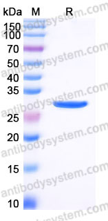 YHB42802, SDS-PAGE
