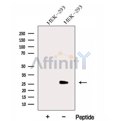 Валидация Affinity DF13032 - 7854