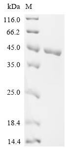 SDS-PAGE