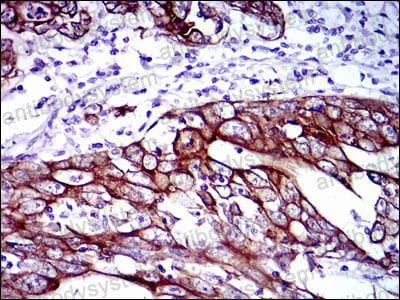 Валидация AntibodySystem RHC99506 (1256)