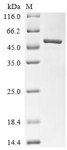 SDS-PAGE