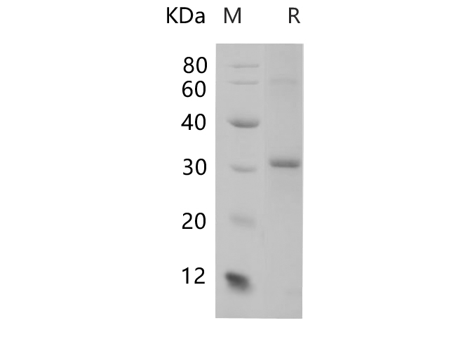 Валидация Elabscience PDEM100236(570)