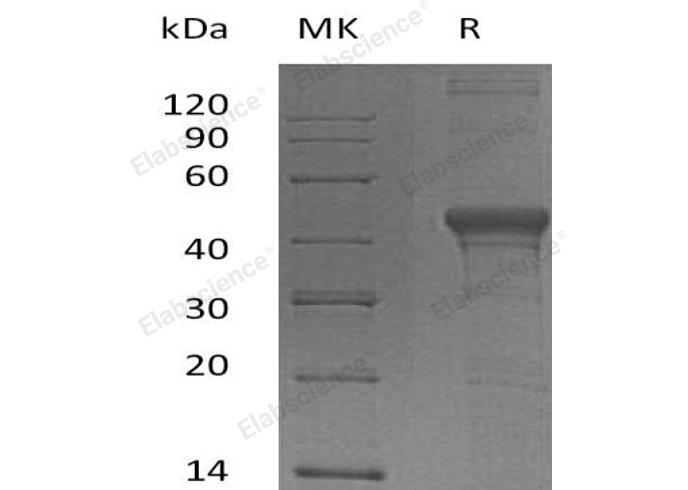 Валидация Elabscience PKSH032359(2848)