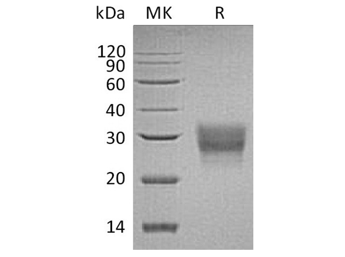 Валидация Elabscience PKSH033383(3713)