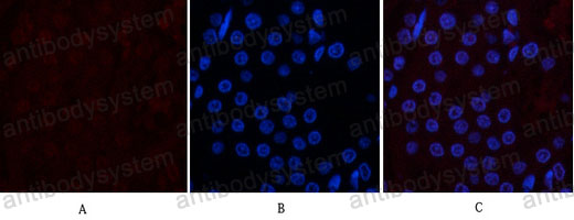 Валидация IF - AntibodySystem RHC33013