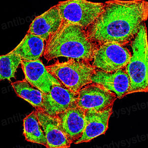 Валидация IF - AntibodySystem RHH18202