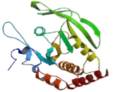 Protein Tyrosine Phosphatase Receptor Type A (PTPRA) Protein Tyrosine Phosphatase Receptor Type A (PTPRA)