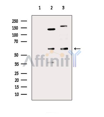 Валидация Affinity DF4140 - 15444