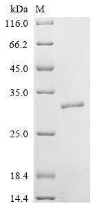 SDS-PAGE