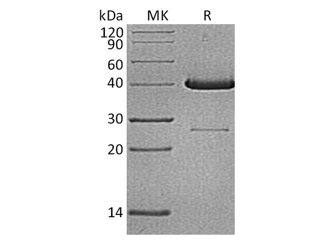 Валидация Elabscience PKSH033367(3698)
