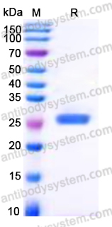 YHB91115, SDS-PAGE