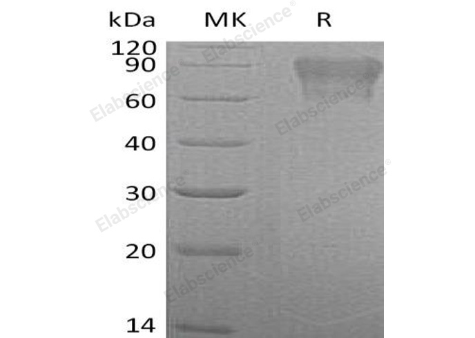Валидация Elabscience PKSH032264(2768)