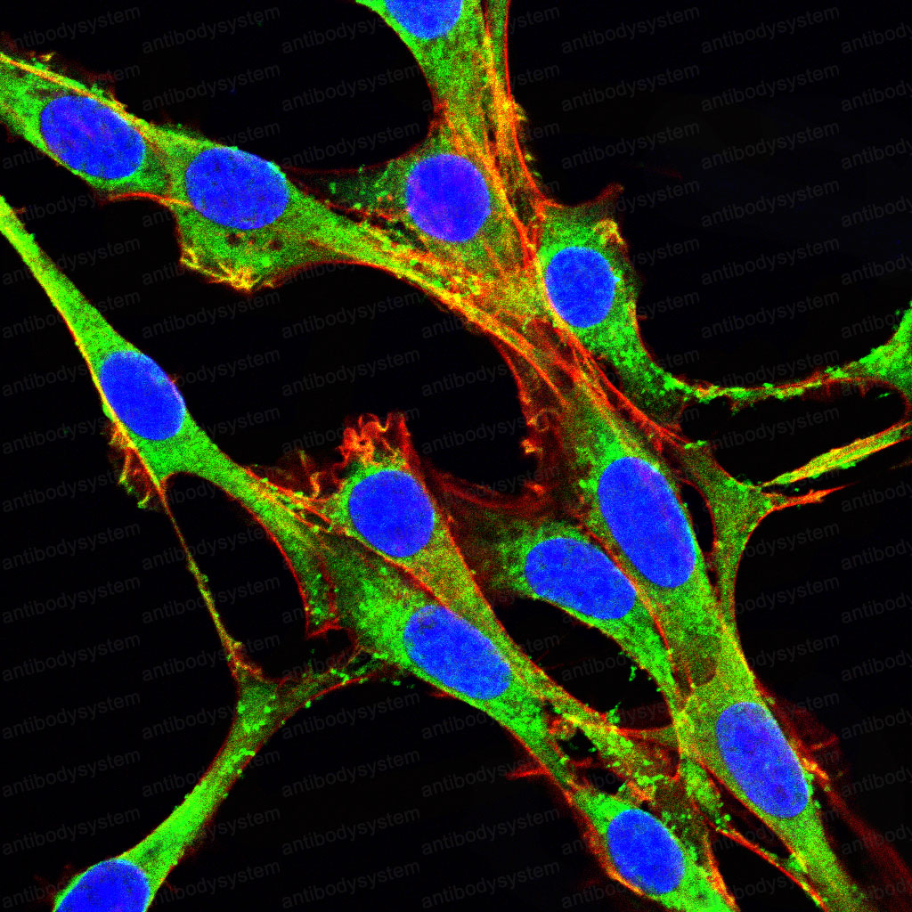 Валидация IF - AntibodySystem RHD75202