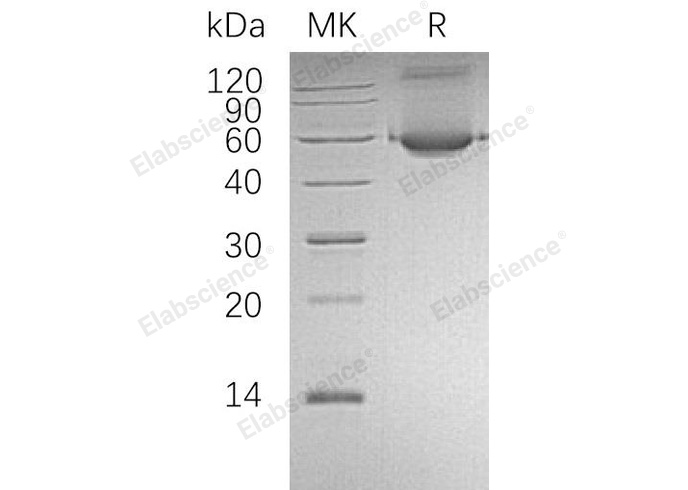 Валидация Elabscience PKSH032052(2605)