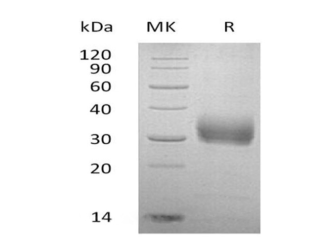 Валидация Elabscience PDMH100124(809)