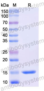 Валидация SDS-PAGE - AntibodySystem RHB05703