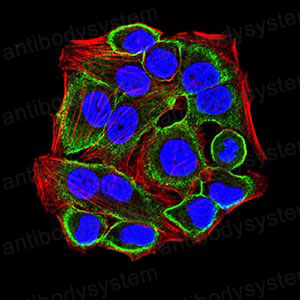 Валидация IF - AntibodySystem RHF22202