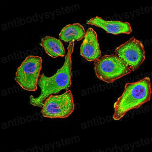 Валидация IF - AntibodySystem RHD97506 (754)