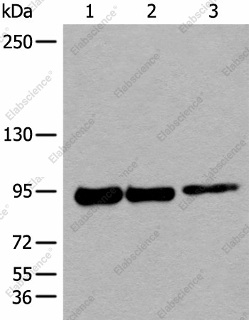 Вестерн-блоттинг, PIBF1, клетки 293T