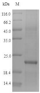 SDS-PAGE