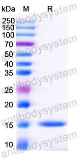 Валидация SDS-PAGE - AntibodySystem RHC09603