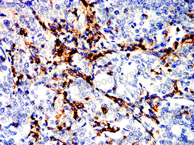 Валидация AntibodySystem RHG76502