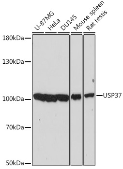 Валидация Elabscience E-AB-66492