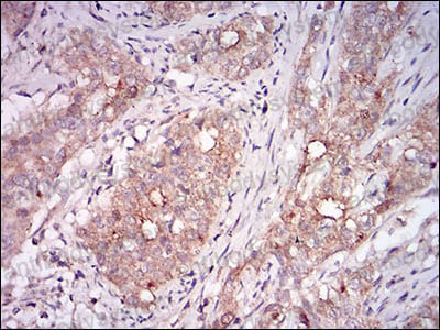 Валидация AntibodySystem RHA30603 (100)